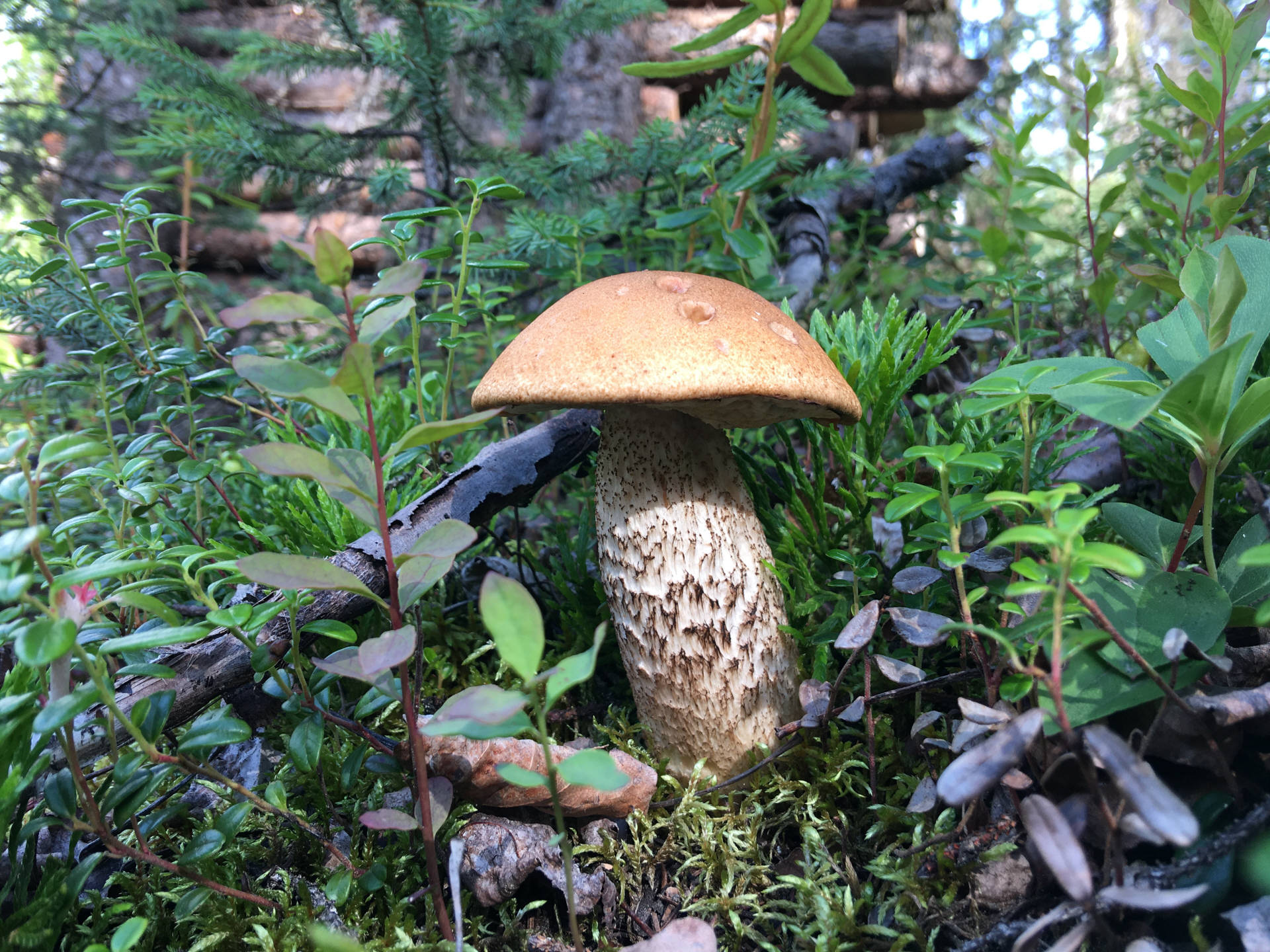 It is not uncommon to see porcini mushrooms on our site! This is edible mushroom. Photo: Fyodor Soloview.